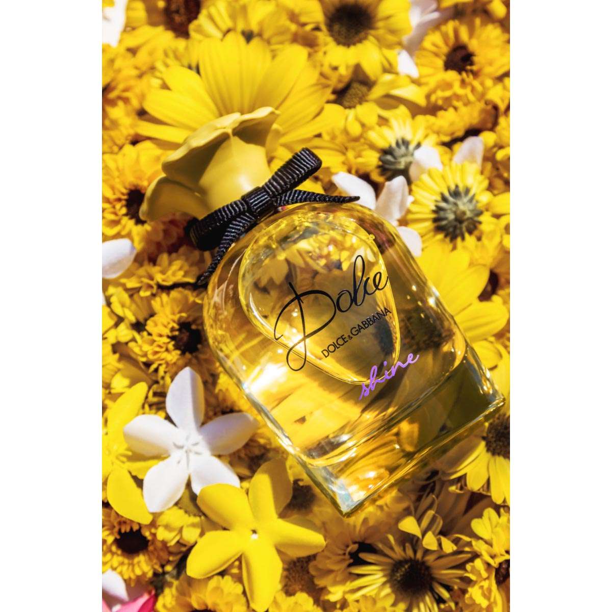 Dolce shine dolce&gabbana shop